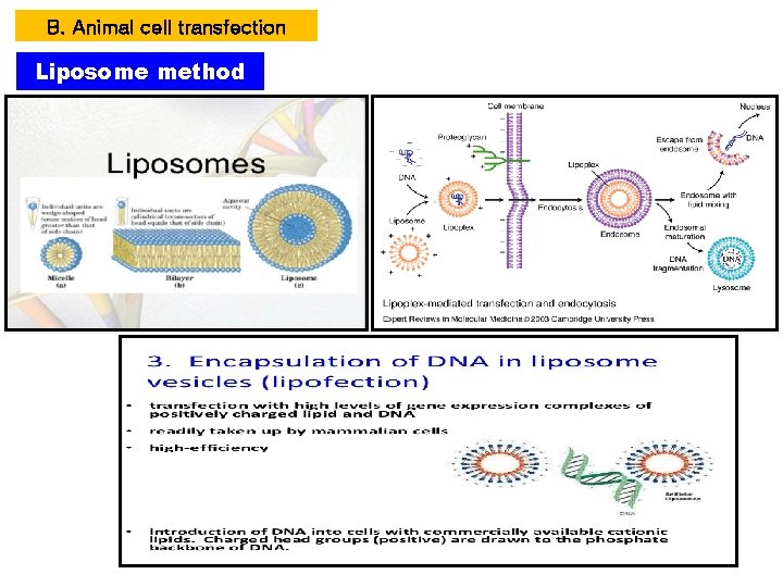 B. Animal cell transfection Liposome method B. Animal cell transfection Liposome method