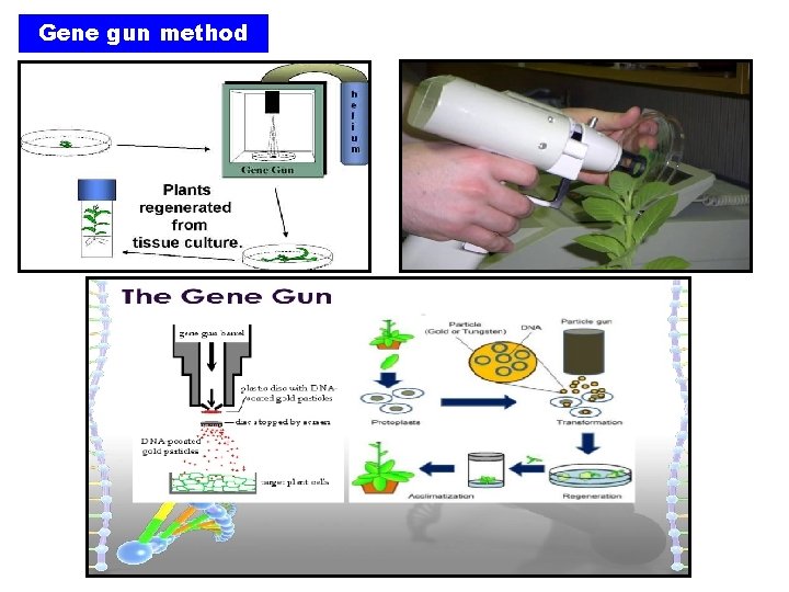 Gene gun method Gene gun method