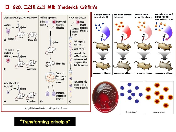 1928, 그리피스의 실험 (Frederick Griffith's experiment) “Transforming principle” 1928, 그리피스의 실험 (Frederick Griffith's experiment) “Transforming principle”