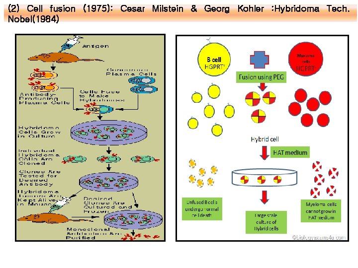 (2) Cell fusion (1975): Cesar Milstein & Georg Kohler : Hybridoma Tech. Nobel(1984) (2) Cell fusion (1975): Cesar Milstein & Georg Kohler : Hybridoma Tech. Nobel(1984)