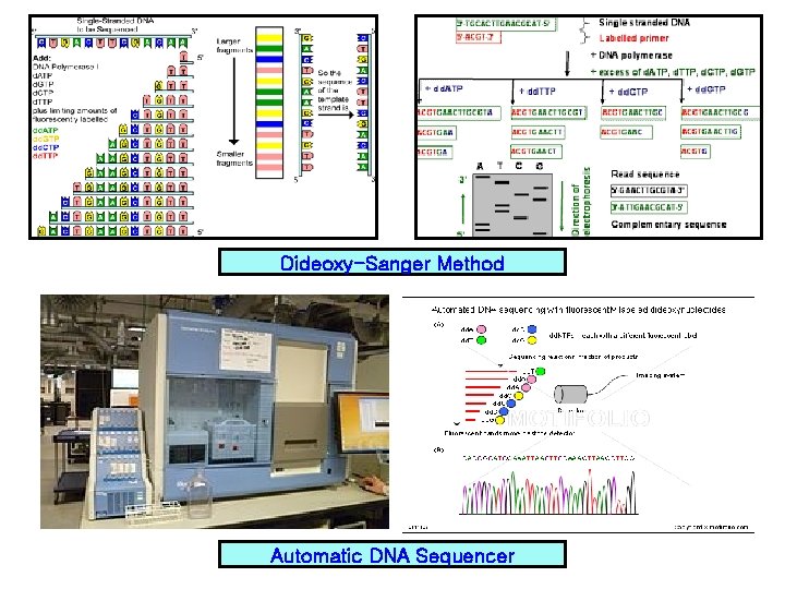 Dideoxy-Sanger Method Automatic DNA Sequencer Dideoxy-Sanger Method Automatic DNA Sequencer