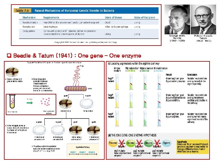Beadle & Tatum (1941) : One gene – One enzyme Beadle & Tatum (1941) : One gene – One enzyme