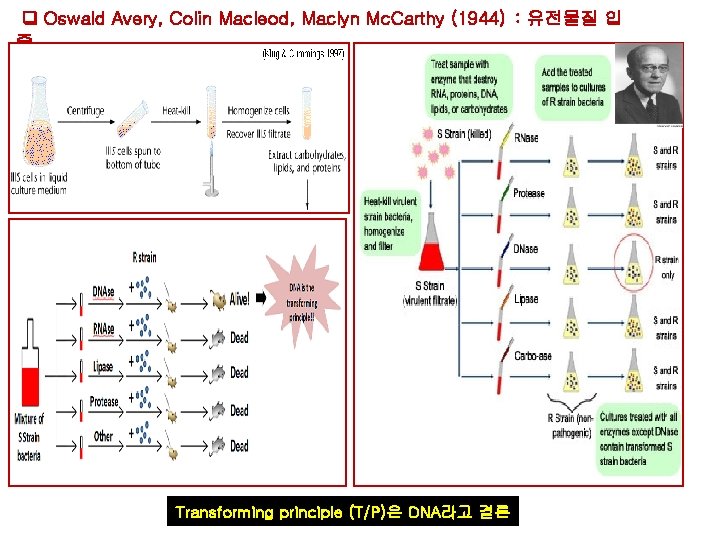 Oswald Avery, Colin Macleod, Maclyn Mc. Carthy (1944) : 유전물질 입 증 Transforming Oswald Avery, Colin Macleod, Maclyn Mc. Carthy (1944) : 유전물질 입 증 Transforming