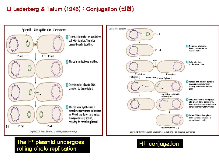 Lederberg & Tatum (1946) : Conjugation (접합) The F+ plasmid undergoes rolling circle Lederberg & Tatum (1946) : Conjugation (접합) The F+ plasmid undergoes rolling circle