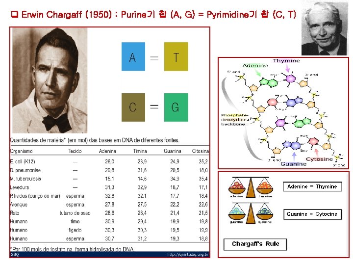 Erwin Chargaff (1950) : Purine기 합 (A, G) = Pyrimidine기 합 (C, T) Erwin Chargaff (1950) : Purine기 합 (A, G) = Pyrimidine기 합 (C, T)