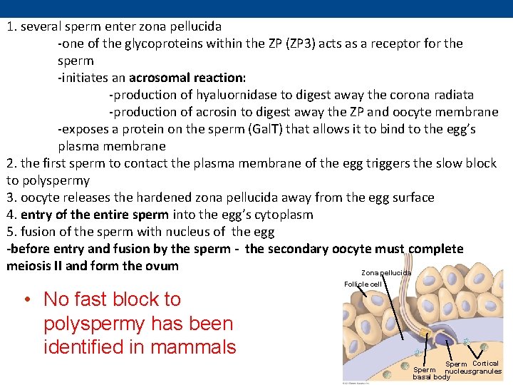 1. several sperm enter zona pellucida -one of the glycoproteins within the ZP (ZP