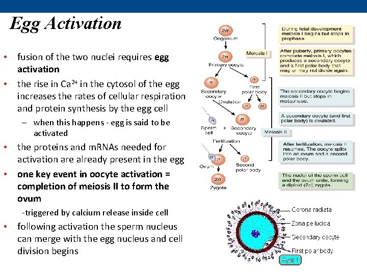 Egg Activation • fusion of the two nuclei requires egg activation • the rise