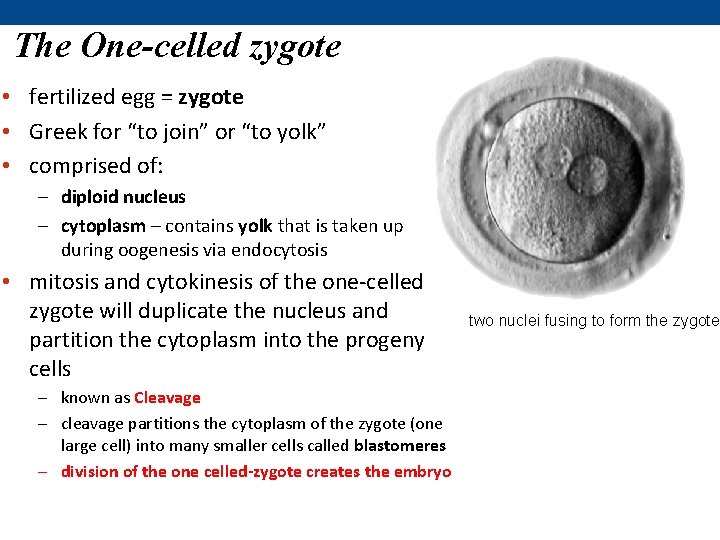 The One-celled zygote • fertilized egg = zygote • Greek for “to join” or