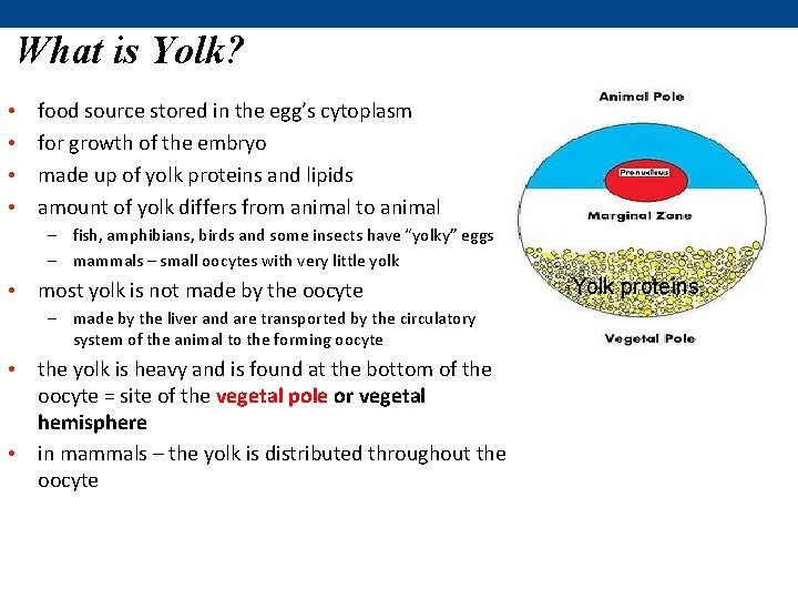 What is Yolk? • • food source stored in the egg’s cytoplasm for growth