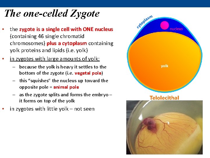 The one-celled Zygote • the zygote is a single cell with ONE nucleus (containing The one-celled Zygote • the zygote is a single cell with ONE nucleus (containing