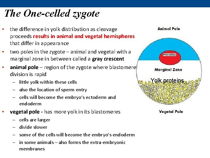 The One-celled zygote • the difference in yolk distribution as cleavage proceeds results in