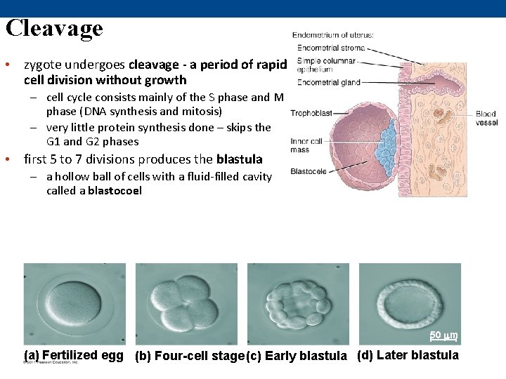 Cleavage • zygote undergoes cleavage - a period of rapid cell division without growth Cleavage • zygote undergoes cleavage - a period of rapid cell division without growth