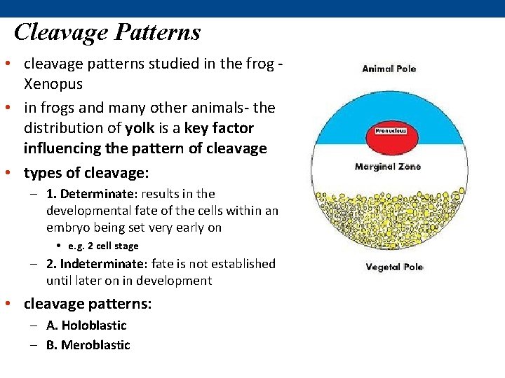 Cleavage Patterns • cleavage patterns studied in the frog Xenopus • in frogs and Cleavage Patterns • cleavage patterns studied in the frog Xenopus • in frogs and