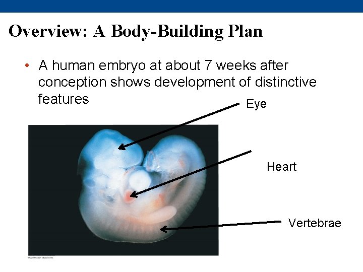 Overview: A Body-Building Plan • A human embryo at about 7 weeks after conception