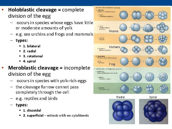 • Holoblastic cleavage = complete division of the egg – occurs in species  • Holoblastic cleavage = complete division of the egg – occurs in species