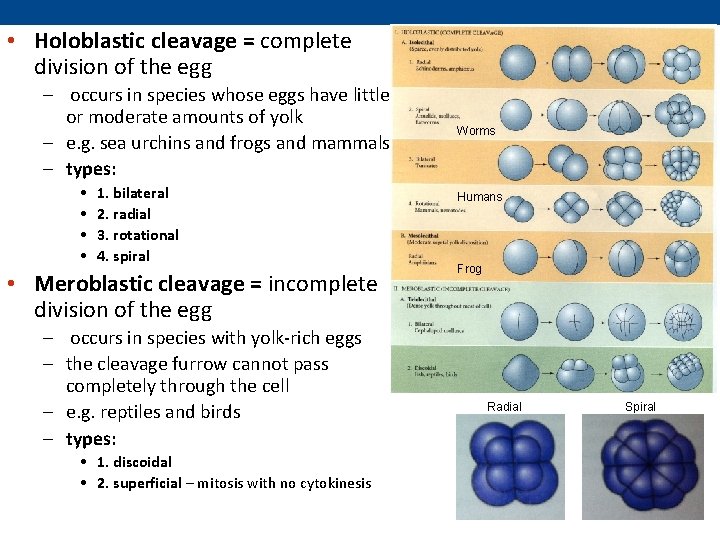  • Holoblastic cleavage = complete division of the egg – occurs in species