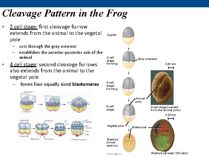 Cleavage Pattern in the Frog • 2 cell stage: first cleavage furrow extends from