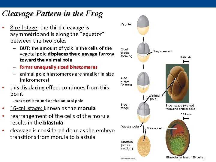 Cleavage Pattern in the Frog • 8 cell stage: the third cleavage is asymmetric