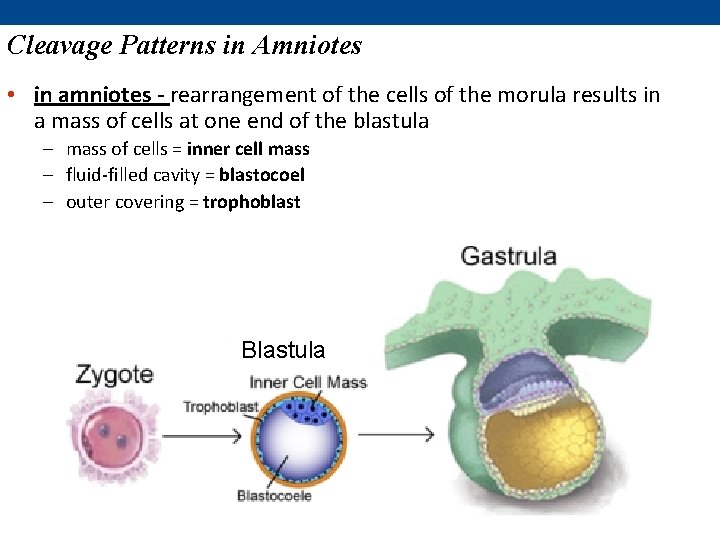 Cleavage Patterns in Amniotes • in amniotes - rearrangement of the cells of the