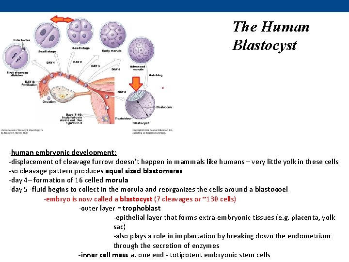 The Human Blastocyst -human embryonic development: -displacement of cleavage furrow doesn’t happen in mammals