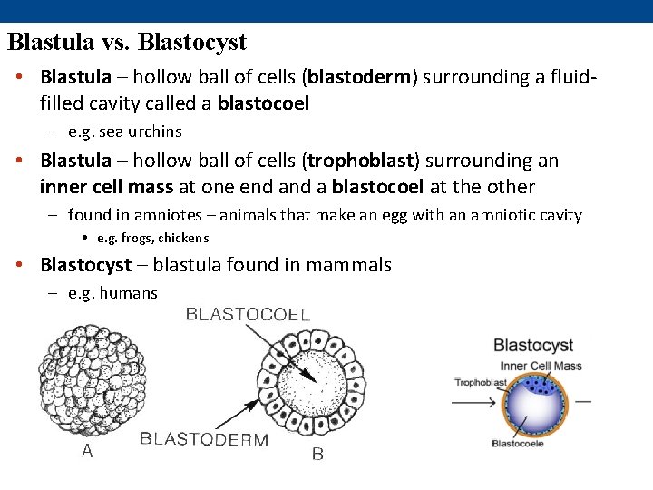 Blastula vs. Blastocyst • Blastula – hollow ball of cells (blastoderm) surrounding a fluidfilled