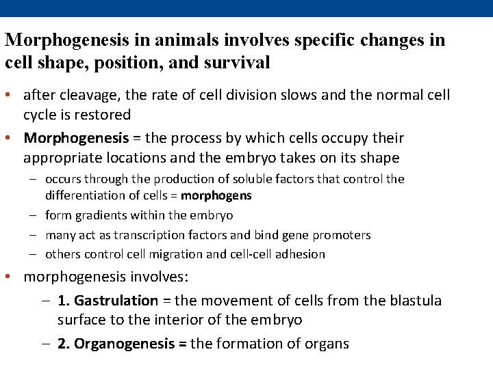 Morphogenesis in animals involves specific changes in cell shape, position, and survival • after