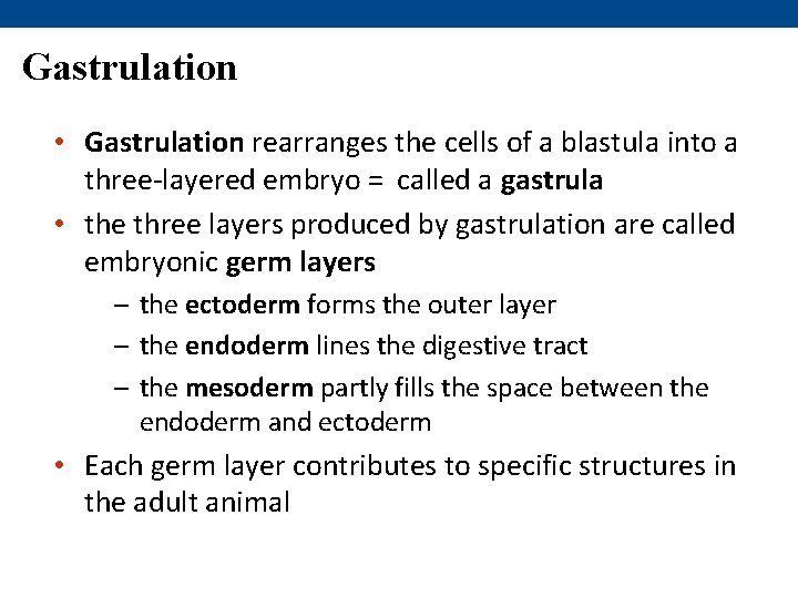 Gastrulation • Gastrulation rearranges the cells of a blastula into a three-layered embryo =