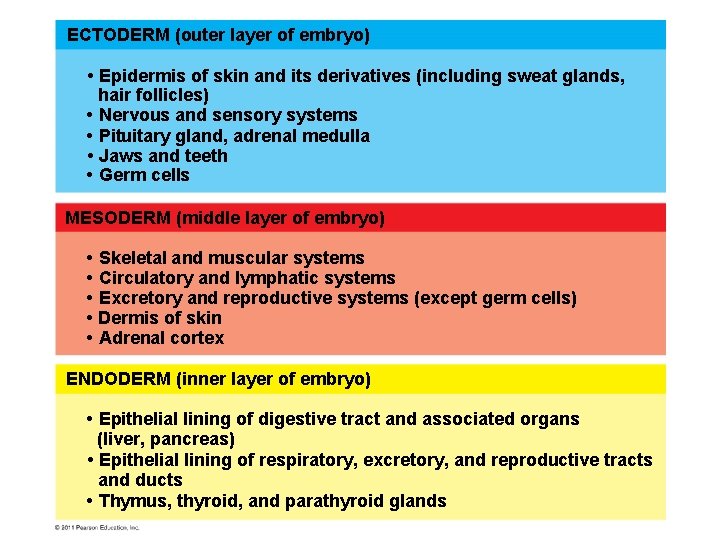 ECTODERM (outer layer of embryo) • Epidermis of skin and its derivatives (including sweat
