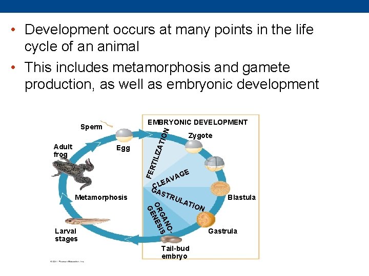  • Development occurs at many points in the life cycle of an animal