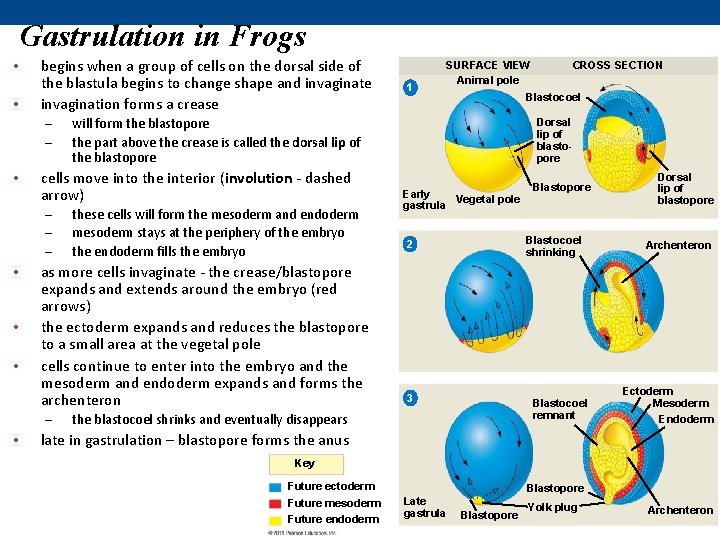 Gastrulation in Frogs • • begins when a group of cells on the dorsal Gastrulation in Frogs • • begins when a group of cells on the dorsal
