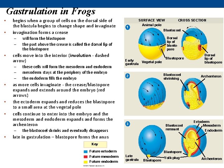 Gastrulation in Frogs • • begins when a group of cells on the dorsal