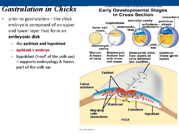 Gastrulation in Chicks • prior to gastrulation – the chick embryo is composed of