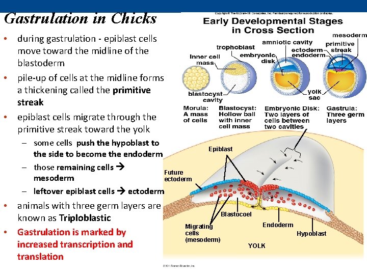 Gastrulation in Chicks • during gastrulation - epiblast cells move toward the midline of