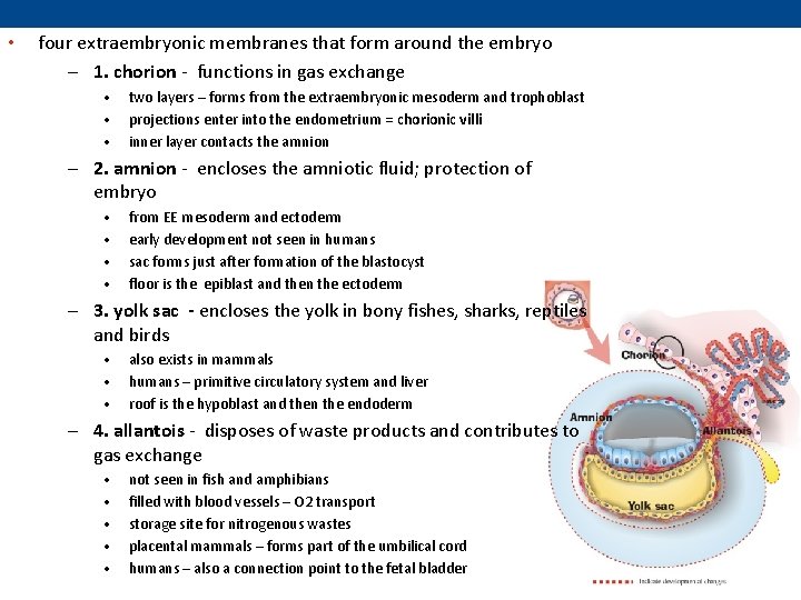  • four extraembryonic membranes that form around the embryo – 1. chorion -