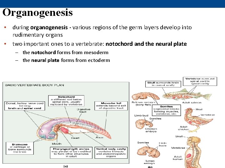 Organogenesis • during organogenesis - various regions of the germ layers develop into rudimentary