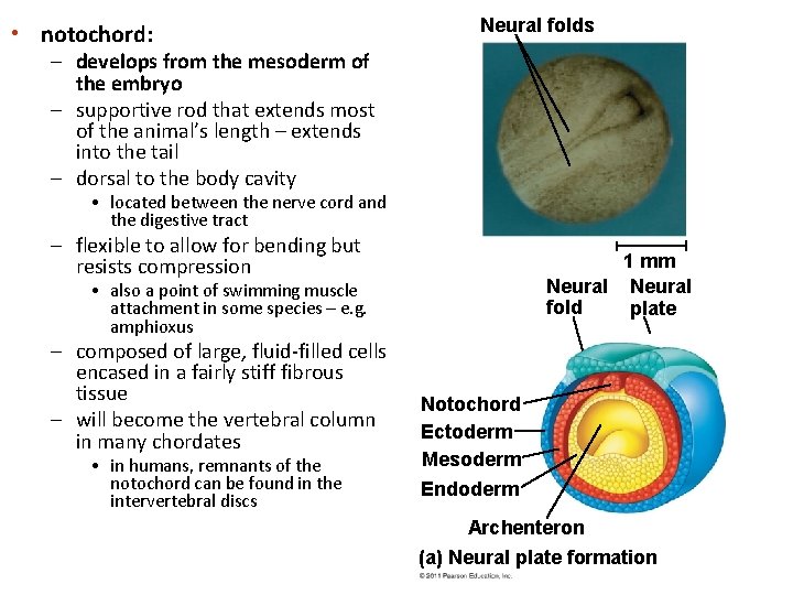  • notochord: Neural folds – develops from the mesoderm of the embryo –