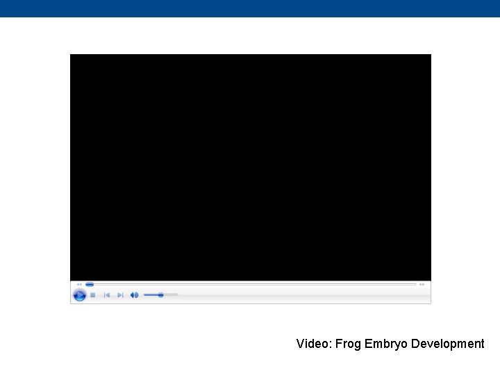 Video: Frog Embryo Development 