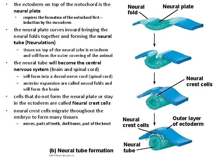  • the ectoderm on top of the notochord is the neural plate •