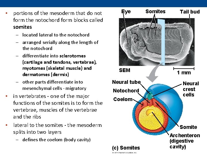  • portions of the mesoderm that do not form the notochord form blocks