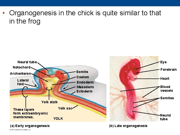 • Organogenesis in the chick is quite similar to that in the frog  • Organogenesis in the chick is quite similar to that in the frog