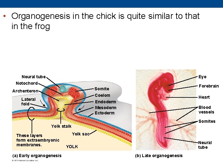  • Organogenesis in the chick is quite similar to that in the frog