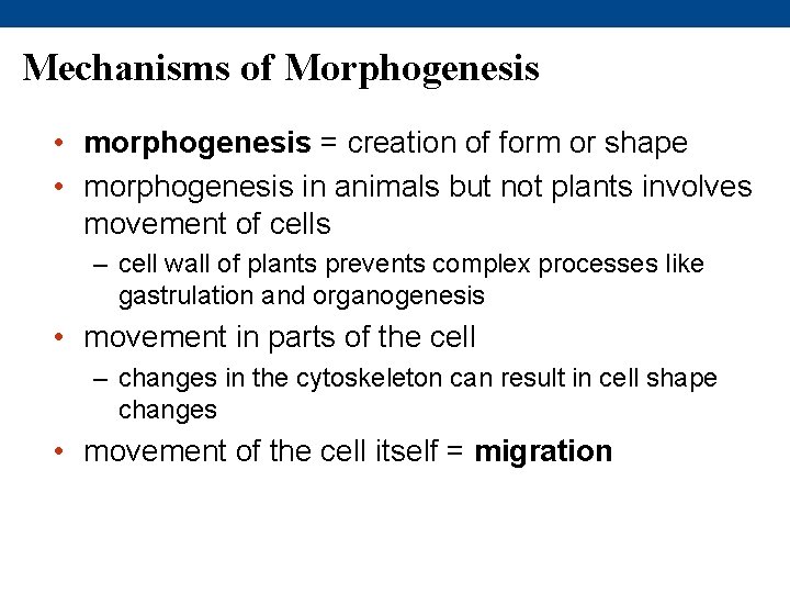 Mechanisms of Morphogenesis • morphogenesis = creation of form or shape • morphogenesis in