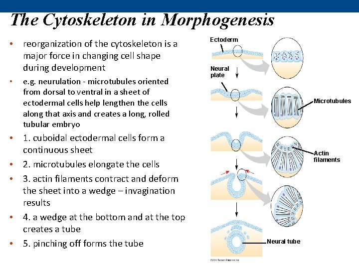 The Cytoskeleton in Morphogenesis • reorganization of the cytoskeleton is a major force in The Cytoskeleton in Morphogenesis • reorganization of the cytoskeleton is a major force in