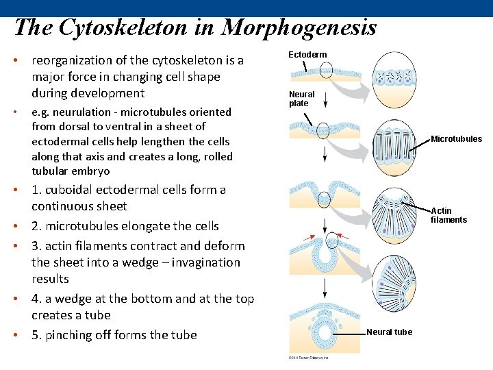 The Cytoskeleton in Morphogenesis • reorganization of the cytoskeleton is a major force in