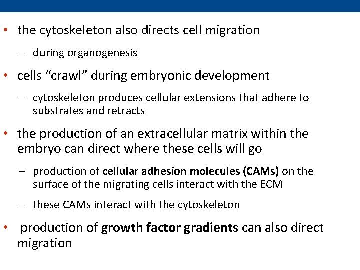 • the cytoskeleton also directs cell migration – during organogenesis • cells “crawl”  • the cytoskeleton also directs cell migration – during organogenesis • cells “crawl”