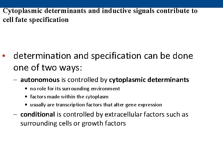 Cytoplasmic determinants and inductive signals contribute to cell fate specification • determination and specification Cytoplasmic determinants and inductive signals contribute to cell fate specification • determination and specification