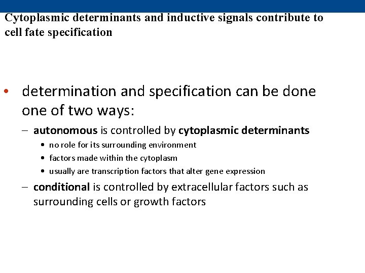 Cytoplasmic determinants and inductive signals contribute to cell fate specification • determination and specification