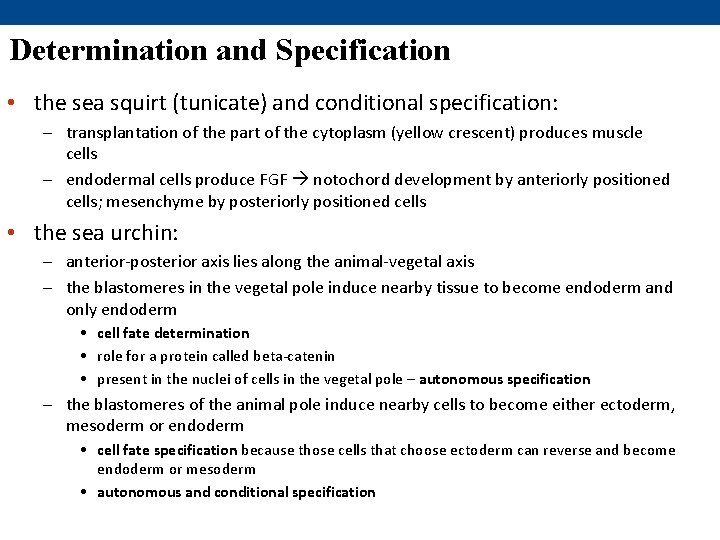 Determination and Specification • the sea squirt (tunicate) and conditional specification: – transplantation of Determination and Specification • the sea squirt (tunicate) and conditional specification: – transplantation of