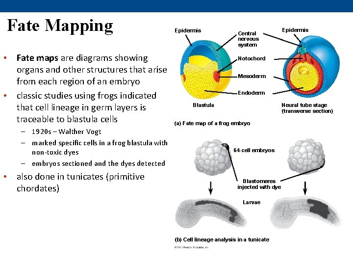 Fate Mapping • Fate maps are diagrams showing organs and other structures that arise