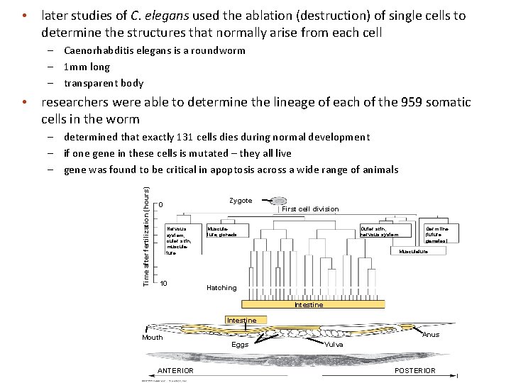  • later studies of C. elegans used the ablation (destruction) of single cells